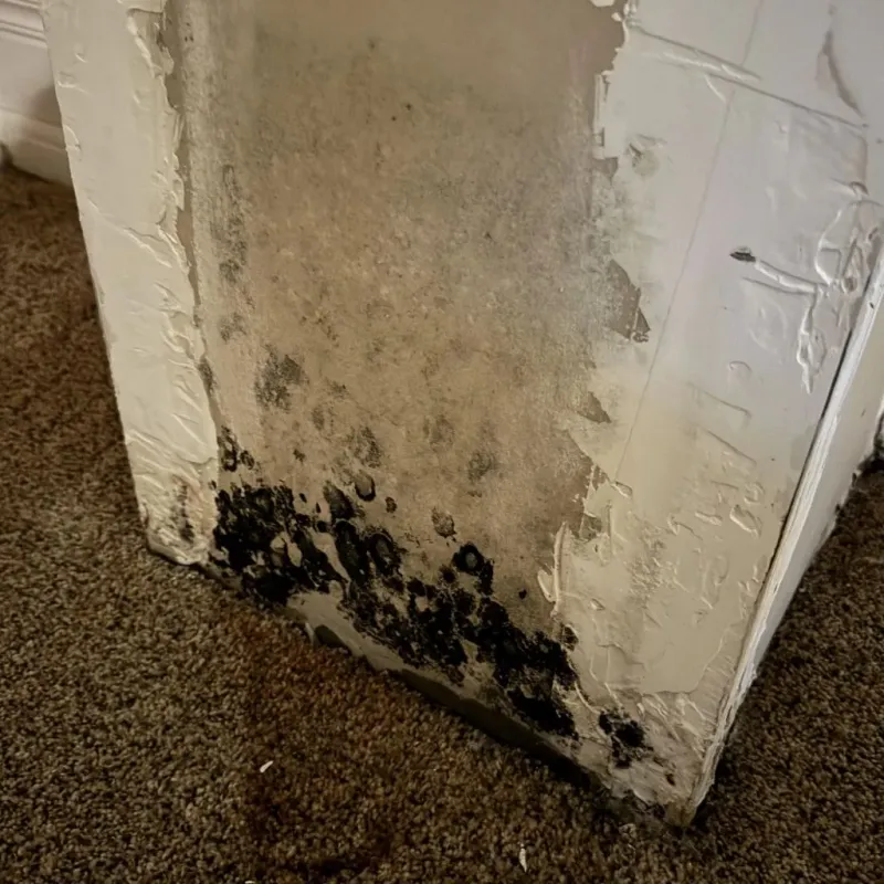 Professional Mold Removal in Provo, UT